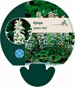 Ajuga reptans 'Alba' P9