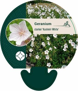 Geranium clarkei 'Kashmir White' P9 - afbeelding 6