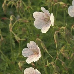 Geranium clarkei 'Kashmir White' P9 - afbeelding 3