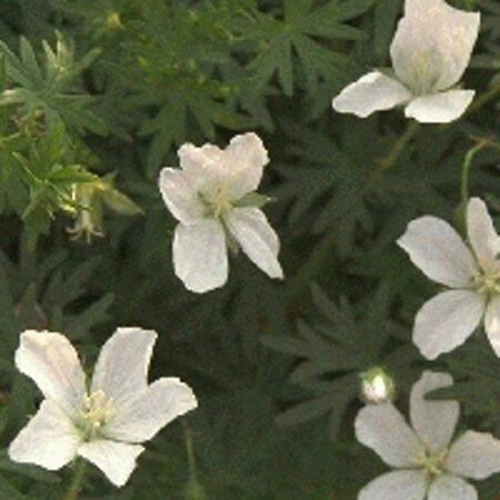 Geranium clarkei 'Kashmir White' P9 - afbeelding 4