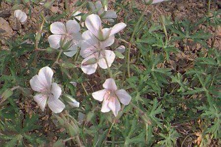 Geranium clarkei 'Kashmir White' P9 - afbeelding 1