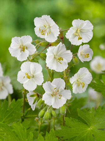 Geranium clarkei 'Kashmir White' P9 - afbeelding 5