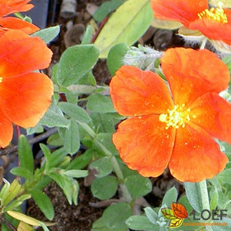 Helianthemum 'Bronzeteppich' P9 - afbeelding 1