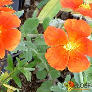Helianthemum 'Bronzeteppich' P9