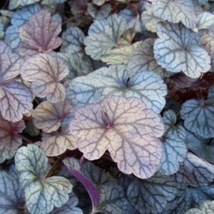 Heuchera 'Silver Scrolls' P9 - afbeelding 3