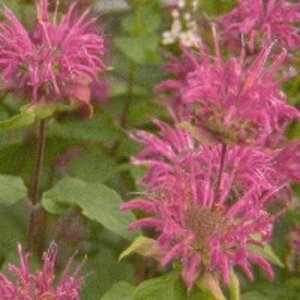 Monarda 'Blaustrumpf' P9