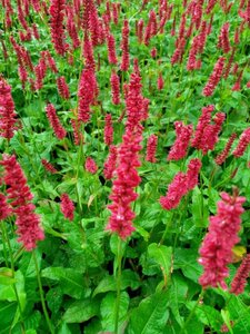 Persicaria amplexicaulis 'Dark Red' C2