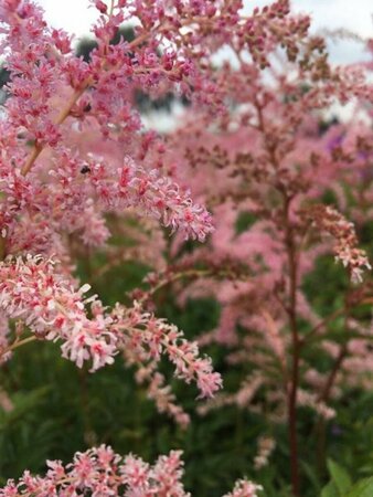 Astilbe japonica 'Rheinland' P9 - afbeelding 2