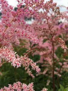 Astilbe japonica 'Rheinland' P9 - afbeelding 2