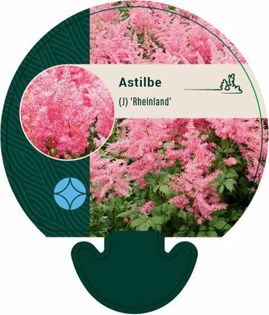Astilbe japonica 'Rheinland' P9 - afbeelding 3