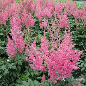 Astilbe japonica 'Rheinland' P9 - afbeelding 4