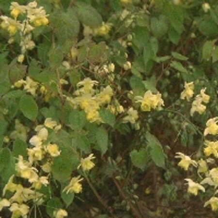 Epimedium versicolor 'Sulphureum' P9 - afbeelding 1
