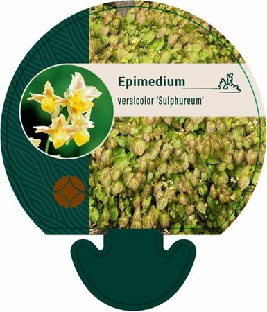 Epimedium versicolor 'Sulphureum' P9 - afbeelding 6