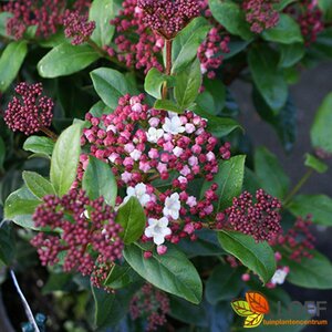 Viburnum tinus 'Gwenllian'