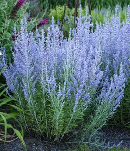 Perovskia atriplicifolia 'Little Spire' C2