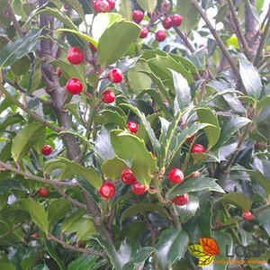 Ilex aquifolium 80/100 C.