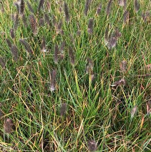Pennisetum alopecuroides viridesc. C2