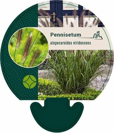 Pennisetum alopecuroides viridesc. C2 - afbeelding 3