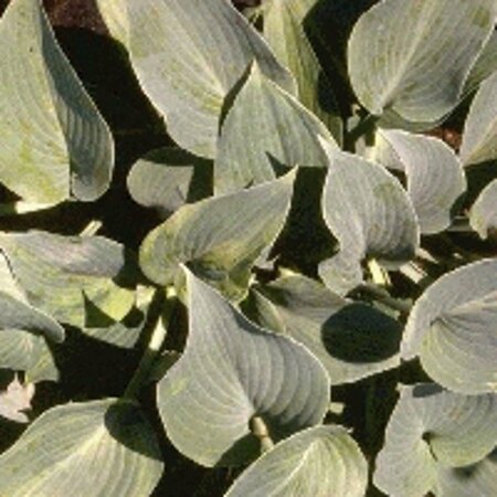 Hosta tardiana 'Halcyon' C2 - afbeelding 4