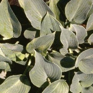 Hosta tardiana 'Halcyon' C2 - afbeelding 4