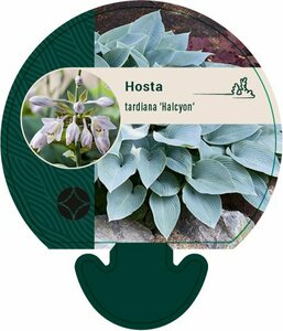 Hosta tardiana 'Halcyon' C2