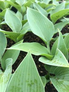 Hosta tardiana 'Halcyon' C2 - afbeelding 2