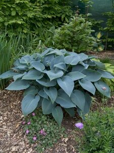 Hosta tardiana 'Halcyon' C2 - afbeelding 5