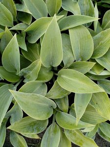 Hosta tardiana 'Halcyon' C2 - afbeelding 1