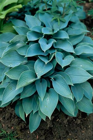 Hosta tardiana 'Halcyon' C2 - afbeelding 7