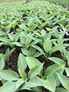 Hosta tardiana 'Halcyon' C2 - afbeelding 3
