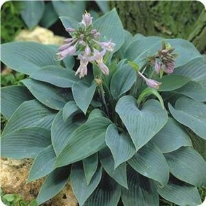 Hosta tardiana 'Halcyon' C2 - afbeelding 8