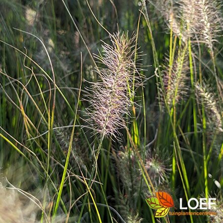 Pennisetum alopecuroides 'Hameln' - afbeelding 1