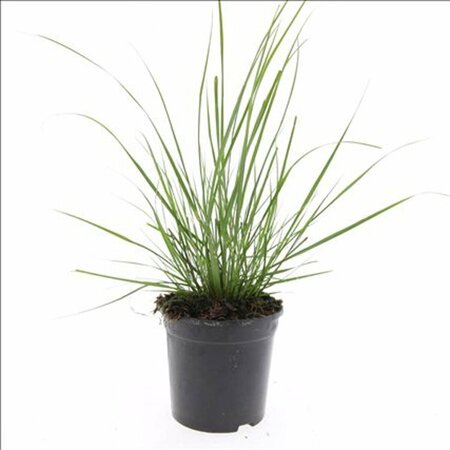 Pennisetum alopecuroides 'Hameln' - afbeelding 4