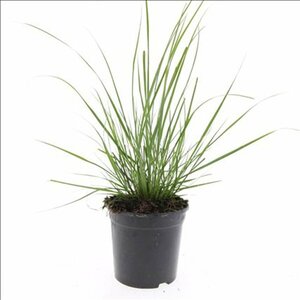Pennisetum alopecuroides 'Hameln' - afbeelding 4