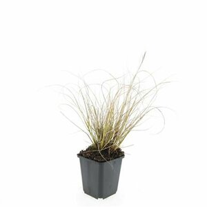 Pennisetum alopecuroides 'Hameln' - afbeelding 23