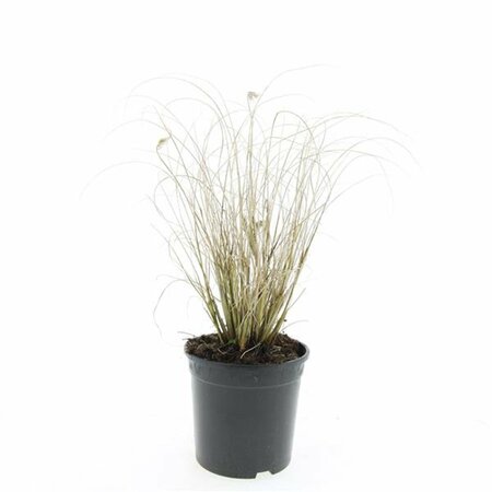 Pennisetum alopecuroides 'Hameln' - afbeelding 16