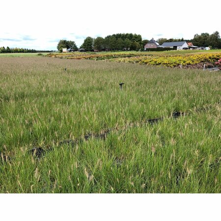 Pennisetum alopecuroides 'Hameln' - afbeelding 13