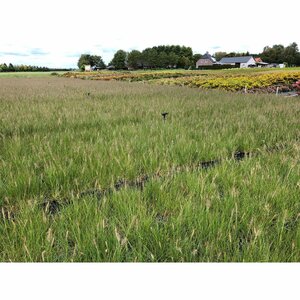 Pennisetum alopecuroides 'Hameln' - afbeelding 13