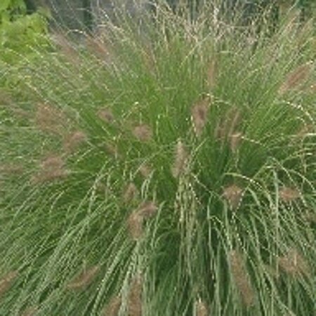 Pennisetum alopecuroides 'Hameln' - afbeelding 10