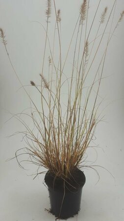 Pennisetum alopecuroides 'Hameln' - afbeelding 6