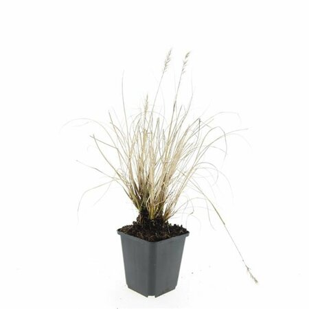 Pennisetum alopecuroides 'Hameln' - afbeelding 24