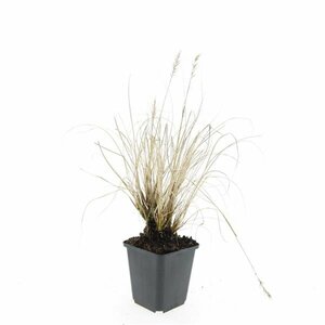 Pennisetum alopecuroides 'Hameln' - afbeelding 24