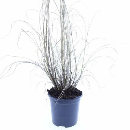 Pennisetum alopecuroides 'Hameln' - afbeelding 7