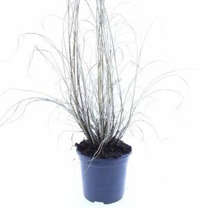 Pennisetum alopecuroides 'Hameln' - afbeelding 7