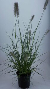 Pennisetum alopecuroides 'Hameln' - afbeelding 8