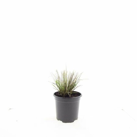 Pennisetum alopecuroides 'Hameln' - afbeelding 3