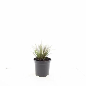 Pennisetum alopecuroides 'Hameln' - afbeelding 3