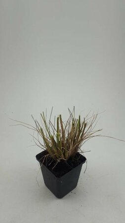 Pennisetum alopecuroides 'Hameln' - afbeelding 21