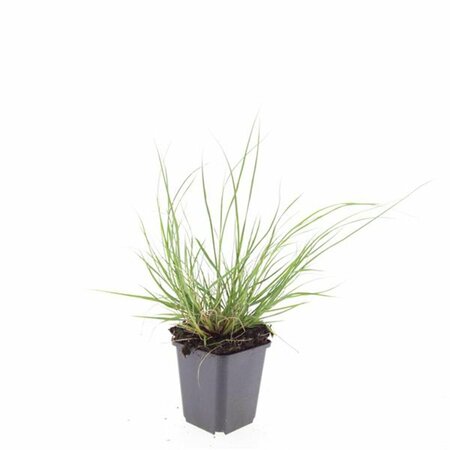Pennisetum alopecuroides 'Hameln' - afbeelding 26