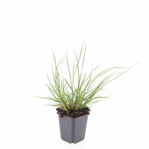 Pennisetum alopecuroides 'Hameln' - afbeelding 26